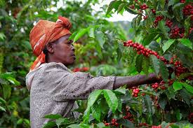 Perkebunan Kopi